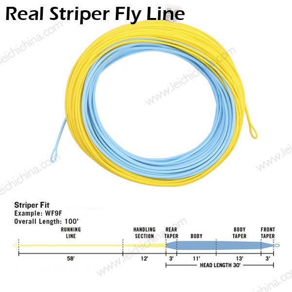 Real striper fly fishing line