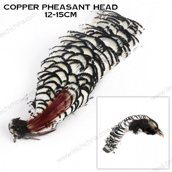 Copper pheasant head