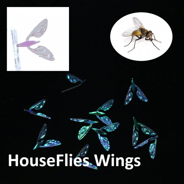 Houseflies Wings